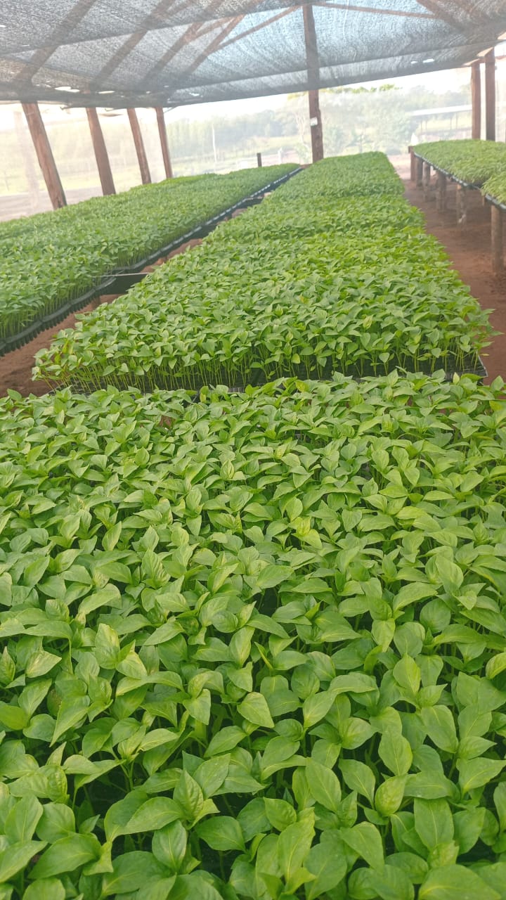 Plantines y capacidad
