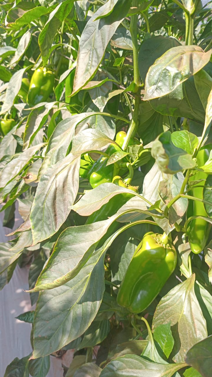 Producción agrícola La Moreneta