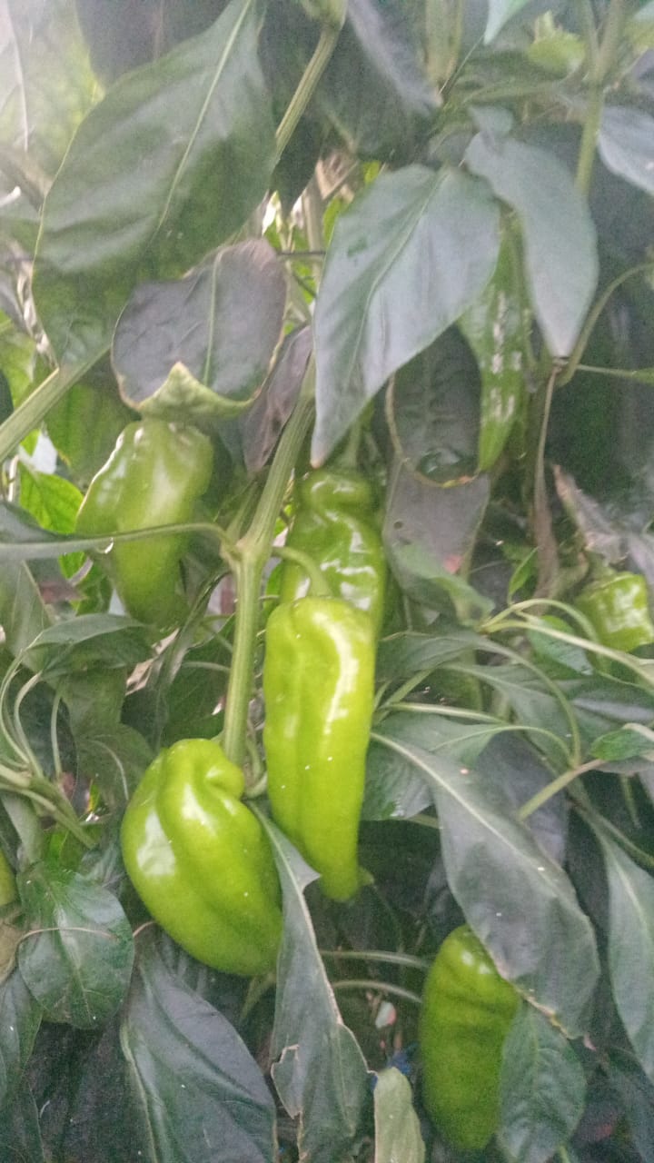 Detalle de planta